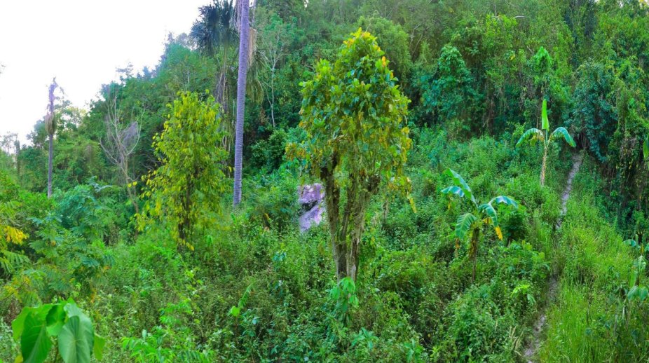 Lot for sale in Puerto Galera